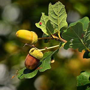 acorn, nut, branch