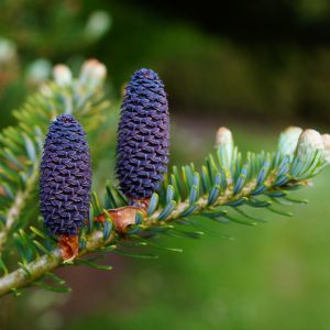 pine cones, fir tree, pine tree